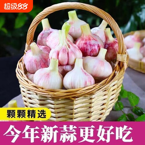 2026年紫皮鲜蒜头湿蒜嫩蒜新鲜大蒜头现挖现发可泡糖醋蒜农家自种