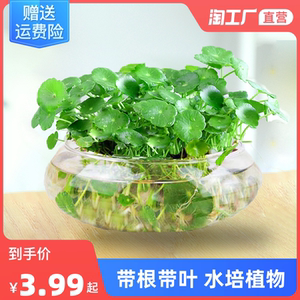 室内盆栽水养花卉铜钱草水培植物根茎含花盆套餐绿植办公室种植