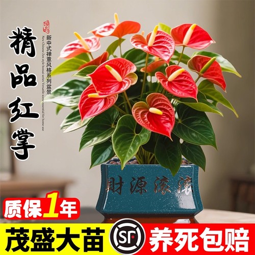 红掌盆栽鸿运当头办公室桌面