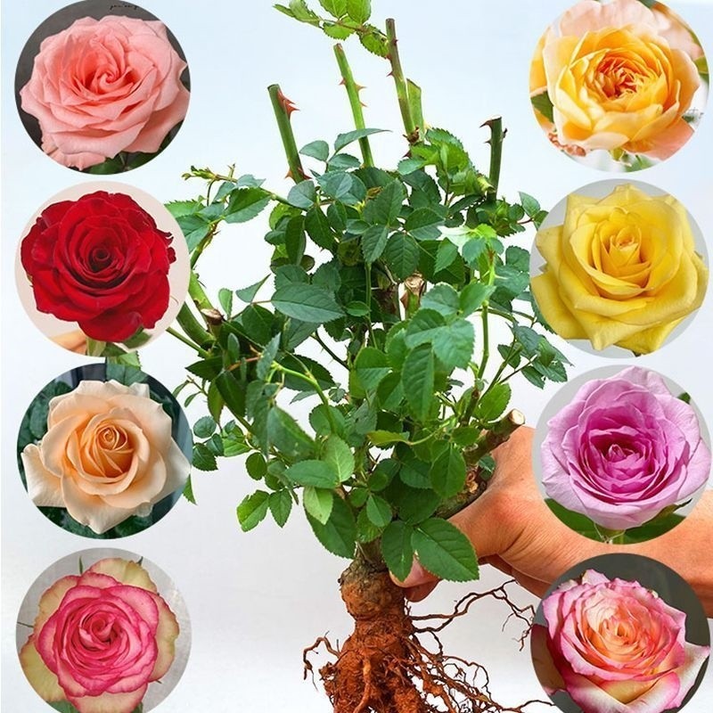玫瑰花苗老桩花花卉绿盆栽月季蔷薇室内外阳台四季玫瑰苗种植庭院