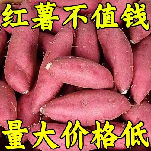 太便宜蜜薯新鲜超甜沙地红薯黄心板栗糖心番薯黄金蜜山芋地瓜
