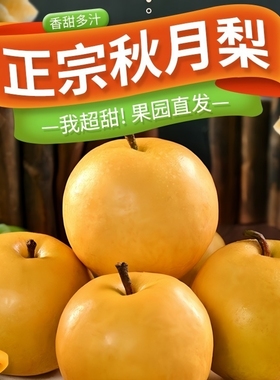 河南秋月梨圆润果形规整脆嫩细腻新鲜时令水果包邮汁水丰盈