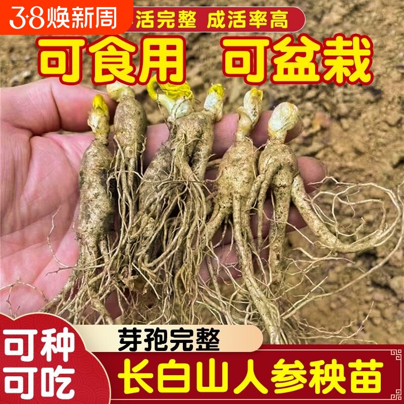 新鲜长白山脉人参种子室外盆栽盆景 可食用人参苗包邮