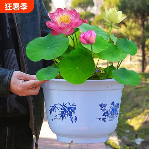 鱼缸水草碗莲四季开花水生植物