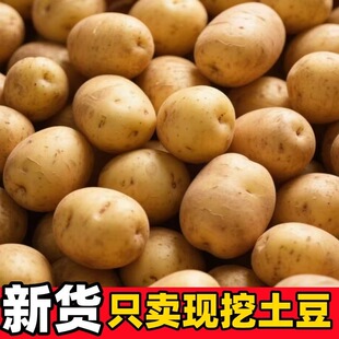 贵州六盘水黄心米洋芋高山特产老品种土豆当季新鲜现挖黄皮马铃薯