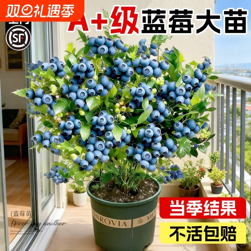 蓝莓树果苗盆栽特大号蓝梅苗地栽阳台四季南北方种植果树结果小苗