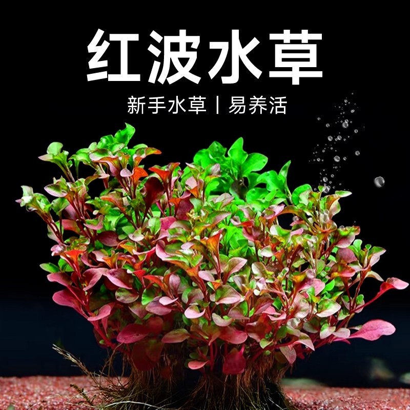 红波活体懒人沉底水草好养鱼缸造景淡水草新手中后景增氧净化水质