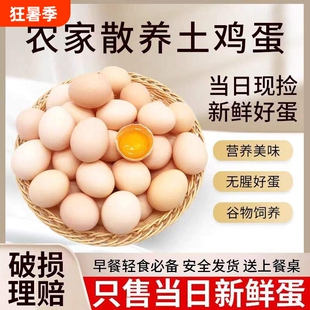 林间正宗散养五谷喂养新鲜土鸡蛋农家慢养谷物蛋柴鸡蛋笨鸡蛋40g