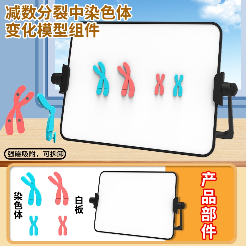 减数分裂中染色体变化模型磁吸式组件中学初中高中生学生物DNA遗传规律交叉互换实验器材教学仪器教具关系