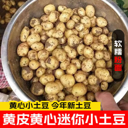 恩施小土豆新鲜富硒现挖
