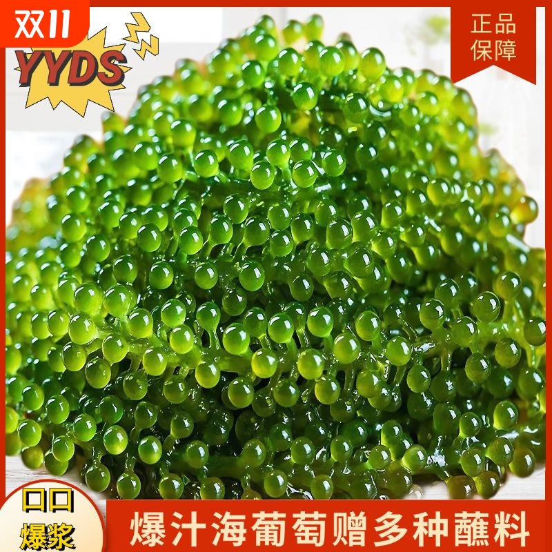 网红海葡萄100g新鲜即食盐渍海带海洋蔬菜绿色鱼子酱海藻菜送芥末