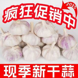 山东金乡紫皮大蒜头种子干蒜种籽5斤批发新鲜蒜头10斤农家蒜米