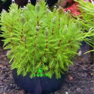 狐尾藻坨草水草鱼缸水草造景鱼草缸绿植活净水懒人养鱼羽毛淡水