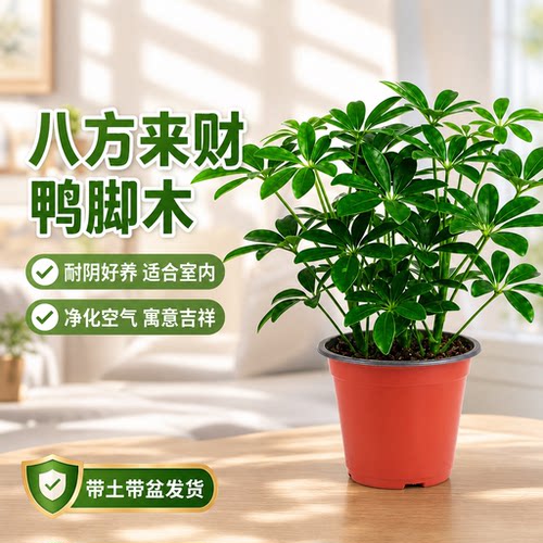 鸭脚木盆栽室内绿植办公室