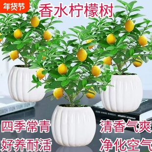香水柠檬树盆栽室内水培植物净化空气客厅摆放四季绿植开花阳台