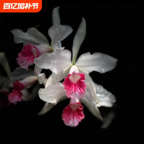 新品大花卡特兰花基地特价网红洋兰大苗室内阳台好养花卉绿植盆栽