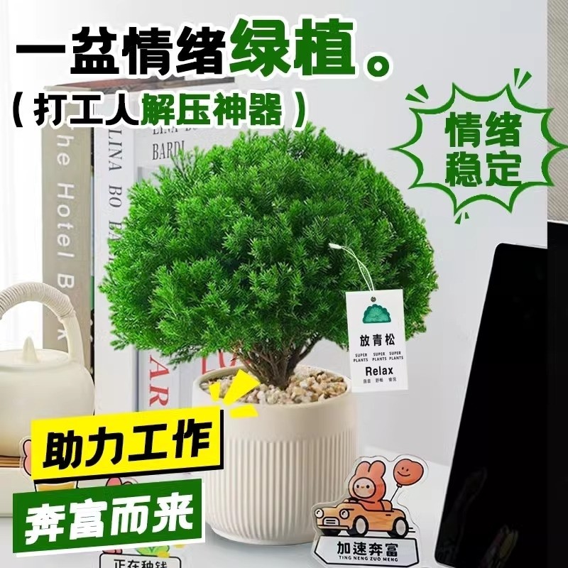 雾凇盆栽客厅办公室桌面绿植小盆景四季常青好养活多规格