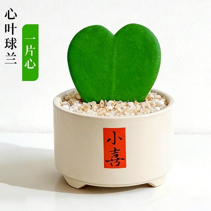 心叶球兰盆栽一片心多肉植物大苗室内办公室桌面心形绿植花卉,鲜花速递/花卉仿真/绿植园艺,多肉植物,淘宝优惠券,粉丝福利购,淘宝优惠卷