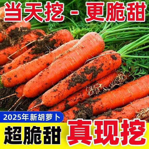 胡萝卜清爽脆甜新鲜采挖