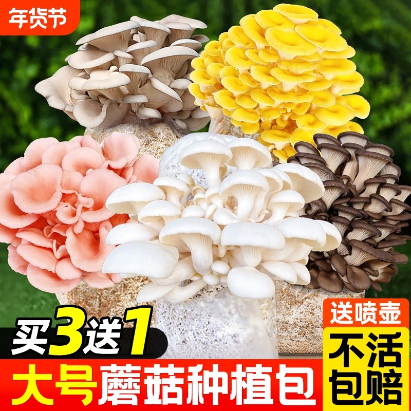 新鲜蘑菇种植包可食用菌种菌包幼儿园儿童家庭新鲜菌棒懒人盆栽