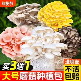 新鲜蘑菇种植包可食用菌种菌包幼儿园儿童家庭新鲜菌棒懒人盆栽