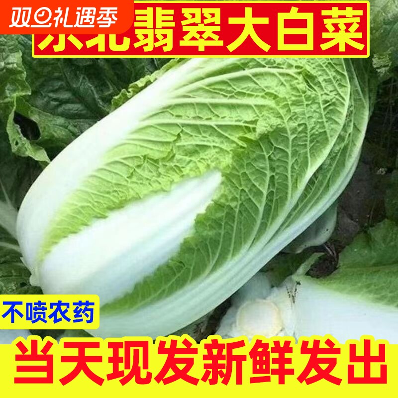 东北新鲜奶油大白菜包邮鲜嫩蔬菜农家自种黄心包心菜整颗白菜