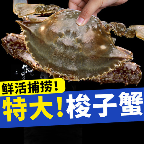 鲜活梭子蟹螃蟹新鲜野生飞蟹特大公蟹海蟹海鲜水产顺丰保鲜不保活