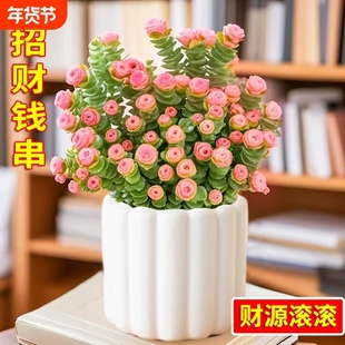 彩色钱串锦多肉植物室内新手好养肉肉红心钱串子稀有品种盆栽优选