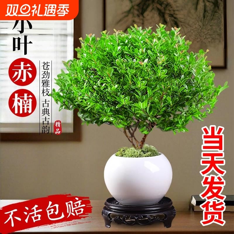 小叶赤楠盆景老桩盆栽树