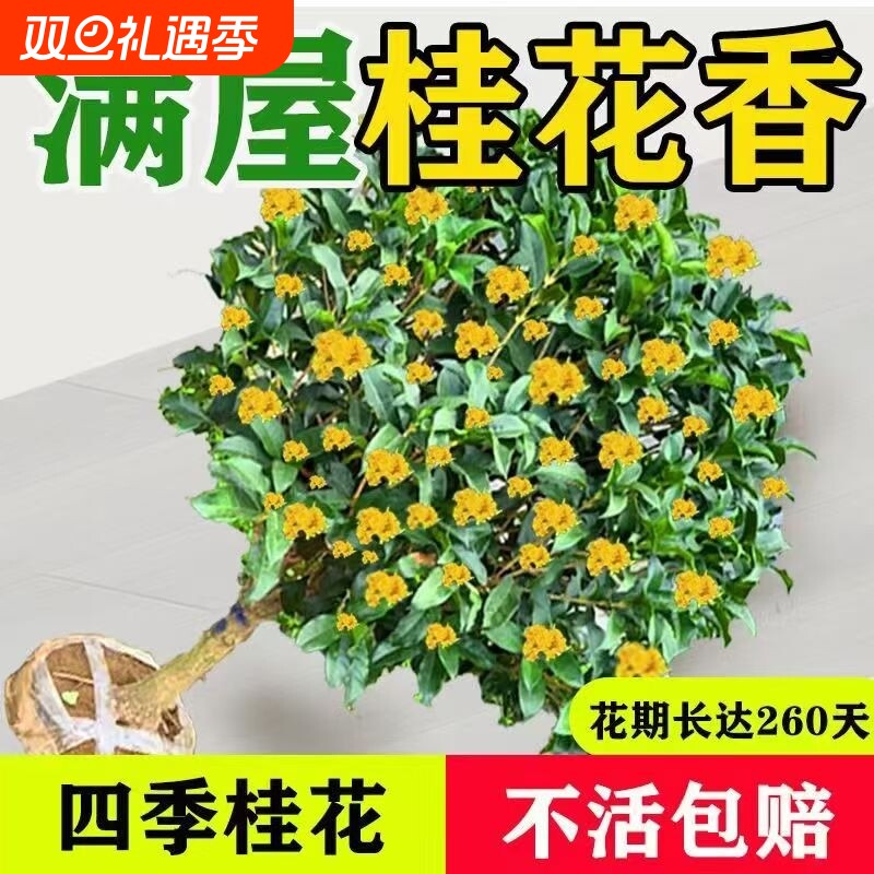 桂花树苗四季桂盆栽可食用开花不断室内阳台庭院浓香型花卉绿植物