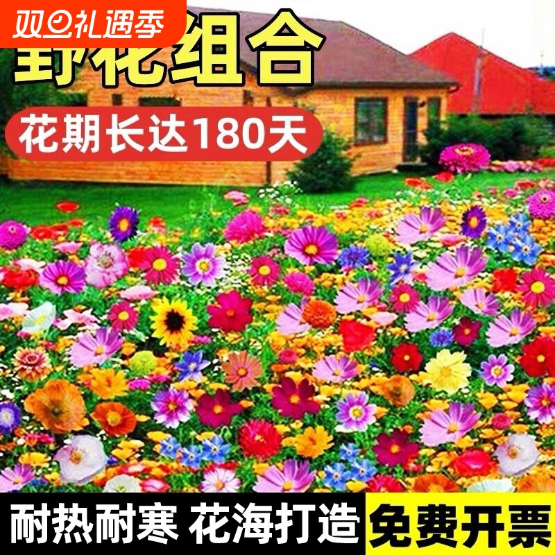 野花组合花种子四季播种开花室外矮生花种籽子庭院格桑花种孑大全