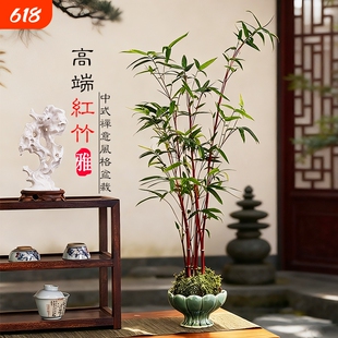 红竹苔藓球观音竹子盆栽水培植物景观凤尾竹米竹客厅桌面观赏盆景