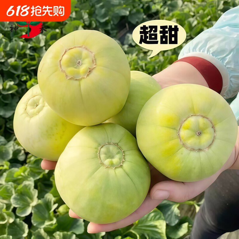 正宗日本甜宝甜瓜种子早熟蔬菜大全阳台春秋盆栽庭院大田瓜果种子