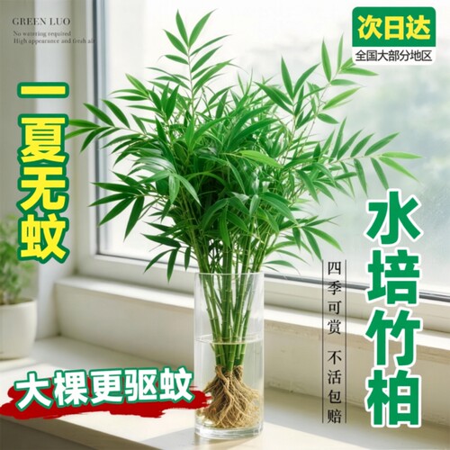 驱蚊竹柏水培室内绿植四季常青