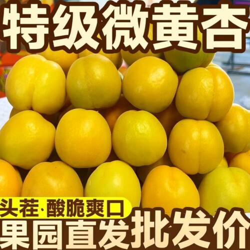 正宗山西大黄杏新鲜水果当季头茬酸酸甜甜孕妇水果应季微黄