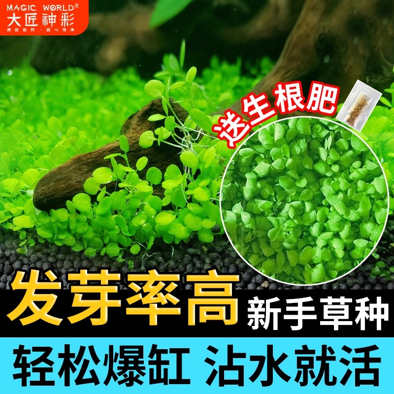 水草种子生态瓶鱼缸造景专用水草泥草籽对叶四季水培植物玻璃绿植