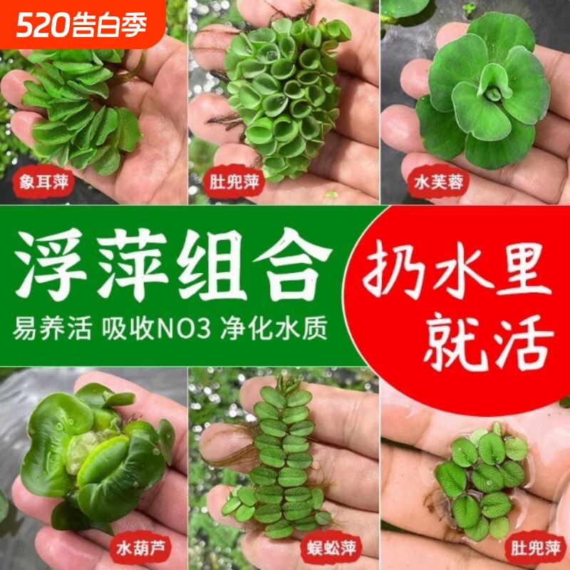 鱼缸浮萍水草净化水质稳定剂乌龟晒台水草套餐增氧气泵净化摆件