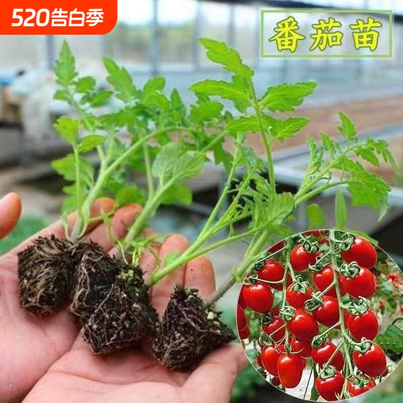 超甜千禧圣女果苗秧苗正宗爆甜薄皮小番茄种子四季盆栽绿植
