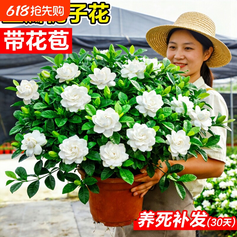 大盆栀子花盆栽花卉水培室内阳台客厅办公室四季开花好养绿植物