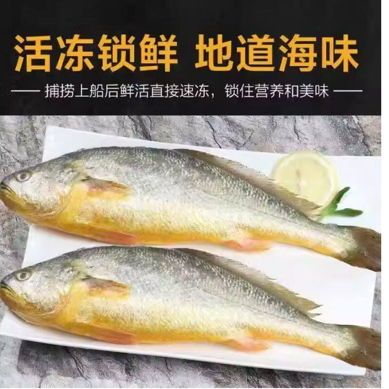 批发生黄鱼新鲜冷冻黄花鱼大黄鱼生鲜海鲜水产鱼类商用鲜活冰鲜