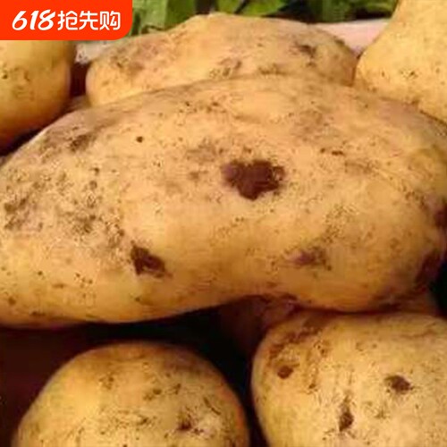 当季现挖土豆10斤新鲜包邮