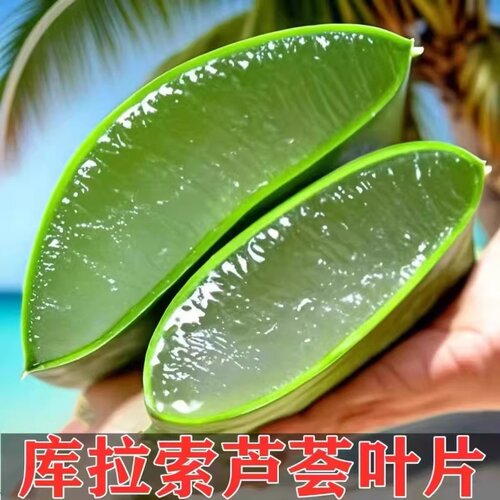 新鲜食用库拉索芦荟叶片芦荟大叶片美容院灌肤专用可食用新鲜叶片