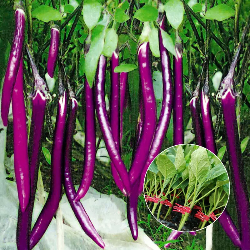 杭茄一号嫁接茄子苗带土特大号高产老品种山东寿光本地红紫大苗秧
