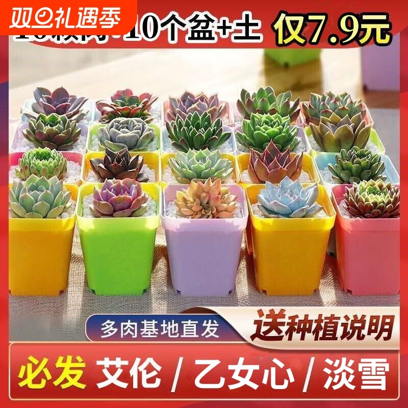 肉肉多肉植物盆栽组合带盆多肉大颗好养活绿植花卉招财阳台种植