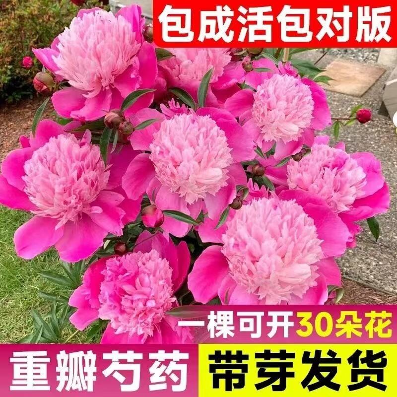 芍药花苗重瓣带芽大苗鲜花四季开花卉阳台庭院牡丹花种根盆栽植物