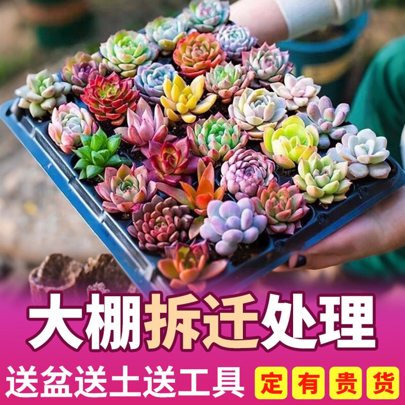 多肉植物室内带盆组合小盆栽带桩大颗好养活多品种花卉绿植营养土