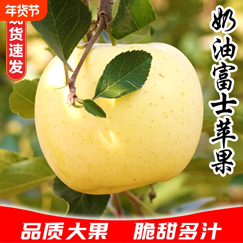 正宗烟台奶油富士苹果冰糖心脆甜黄金富士整箱批发新鲜多汁大果