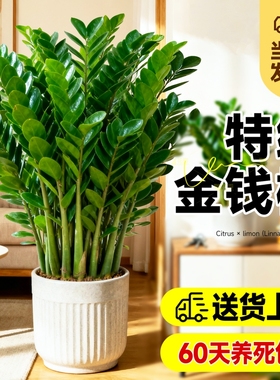 特级金钱树大型绿植室内客厅办公室除甲醛招财旺宅乔迁送礼大盆栽