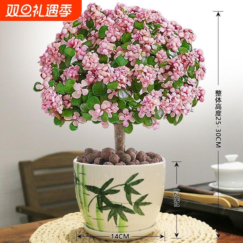 金枝玉叶老桩盆栽多肉植物室内花卉耐旱懒人好养造型客厅阳台带盆