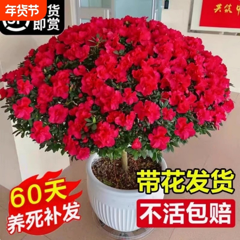 杜鹃花盆栽带花货室内阳台花卉60天养死多年生摆放办公桌耐阴卧室,鲜花速递/花卉仿真/绿植园艺,时令草本花卉,淘宝优惠券,粉丝福利购,淘宝优惠卷